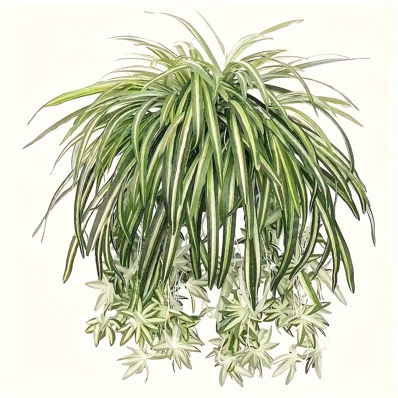 

2 Hanging Plants, Uv Hanging Plants, Spider Plants, Suitable For Decoration, Decoration, Decoration Plants, Plants