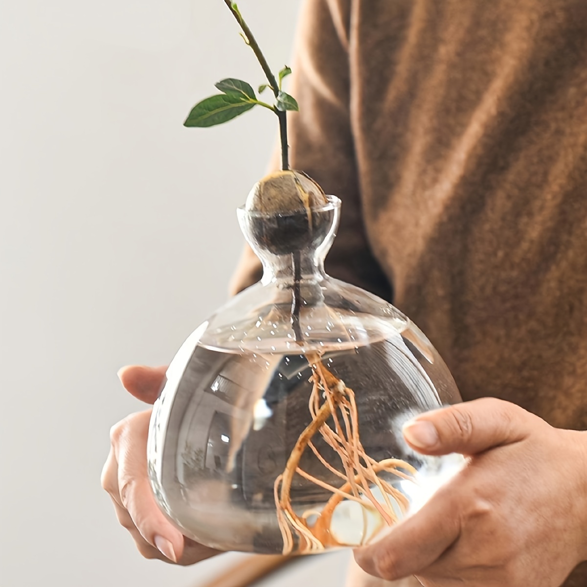 

Modern Clear Glass Avocado Seed Propagation Vase - High Borosilicate, Ideal For Home & Bedroom Decor