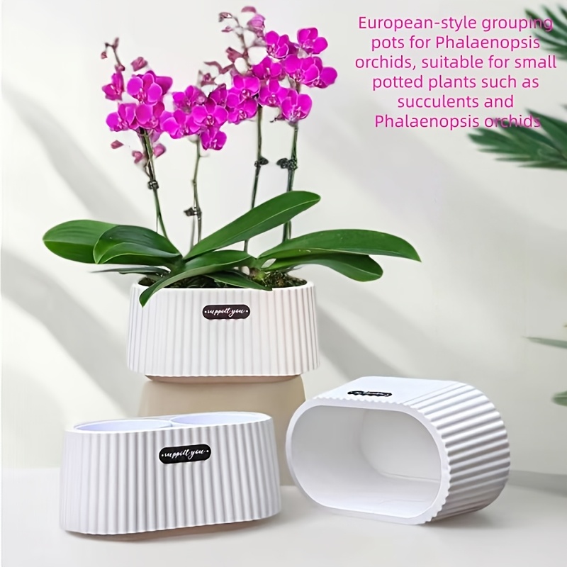 shop house plants online Easy Care Variety Bundle
