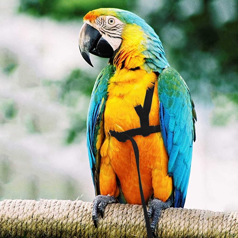 Guinzaglio Termocromico Per Pappagalli - Corda Da Addestramento Anti-Morso 6 Metri Per Uccelli