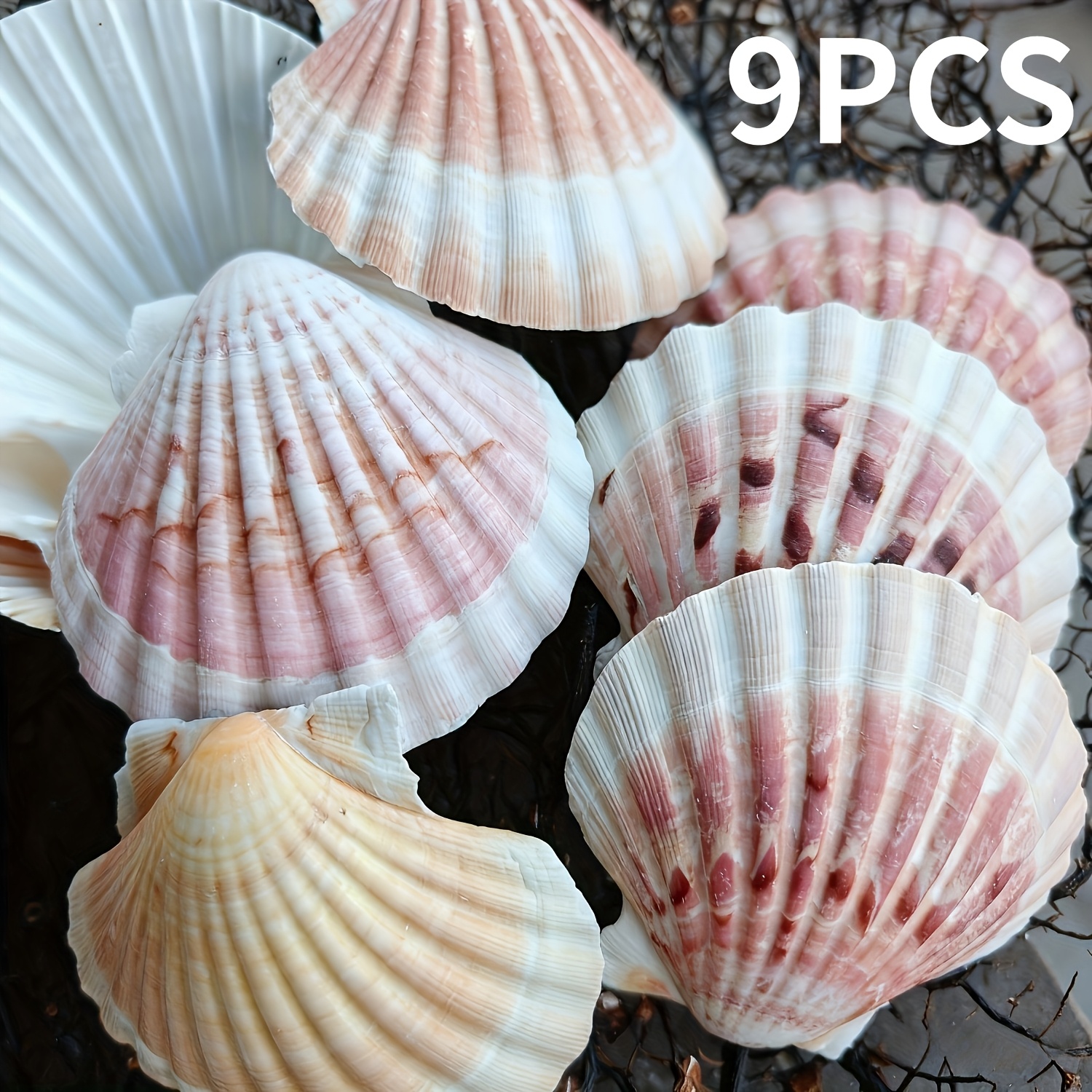 large shells sold on Temu Australia