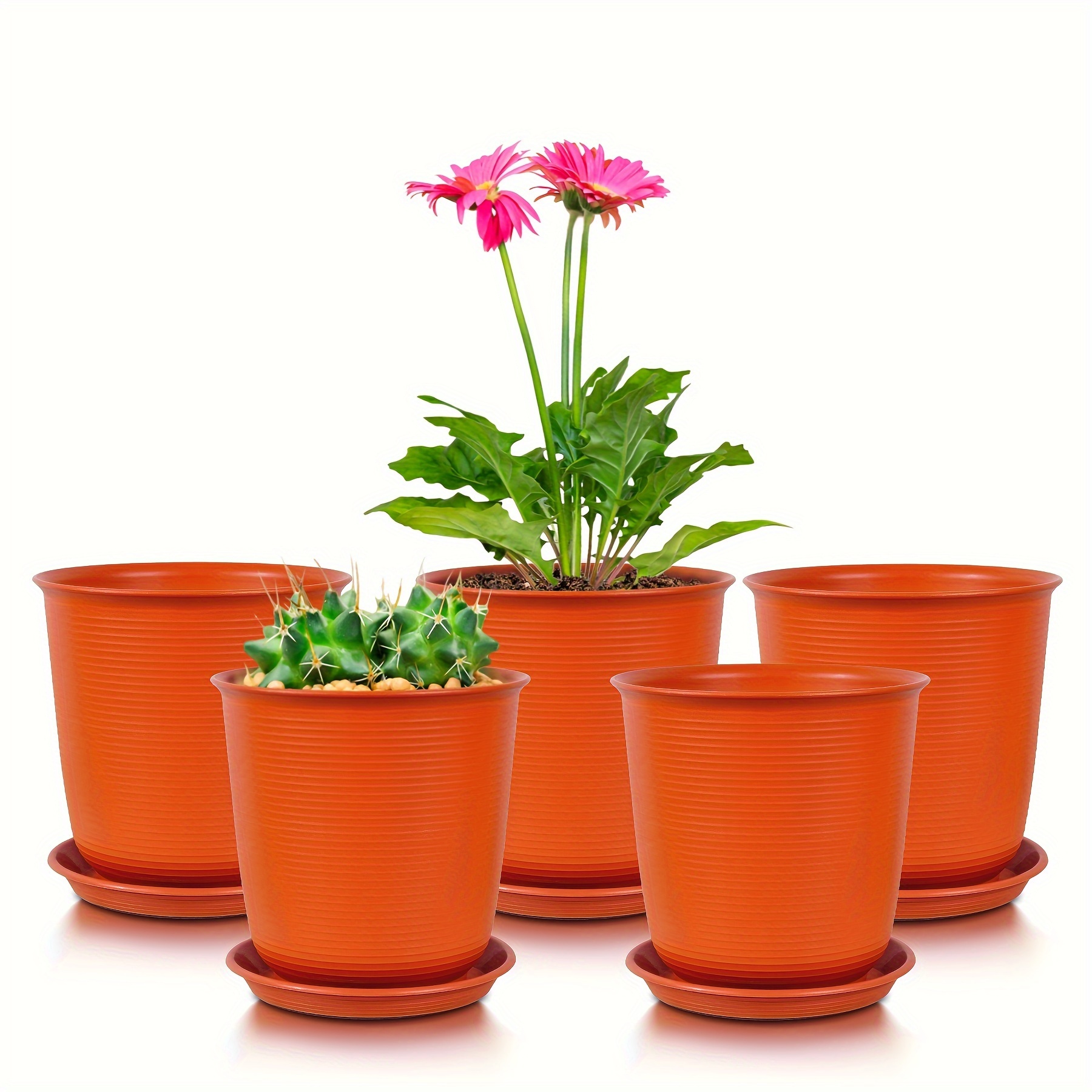 arms plant Top Gun Shrub Rose