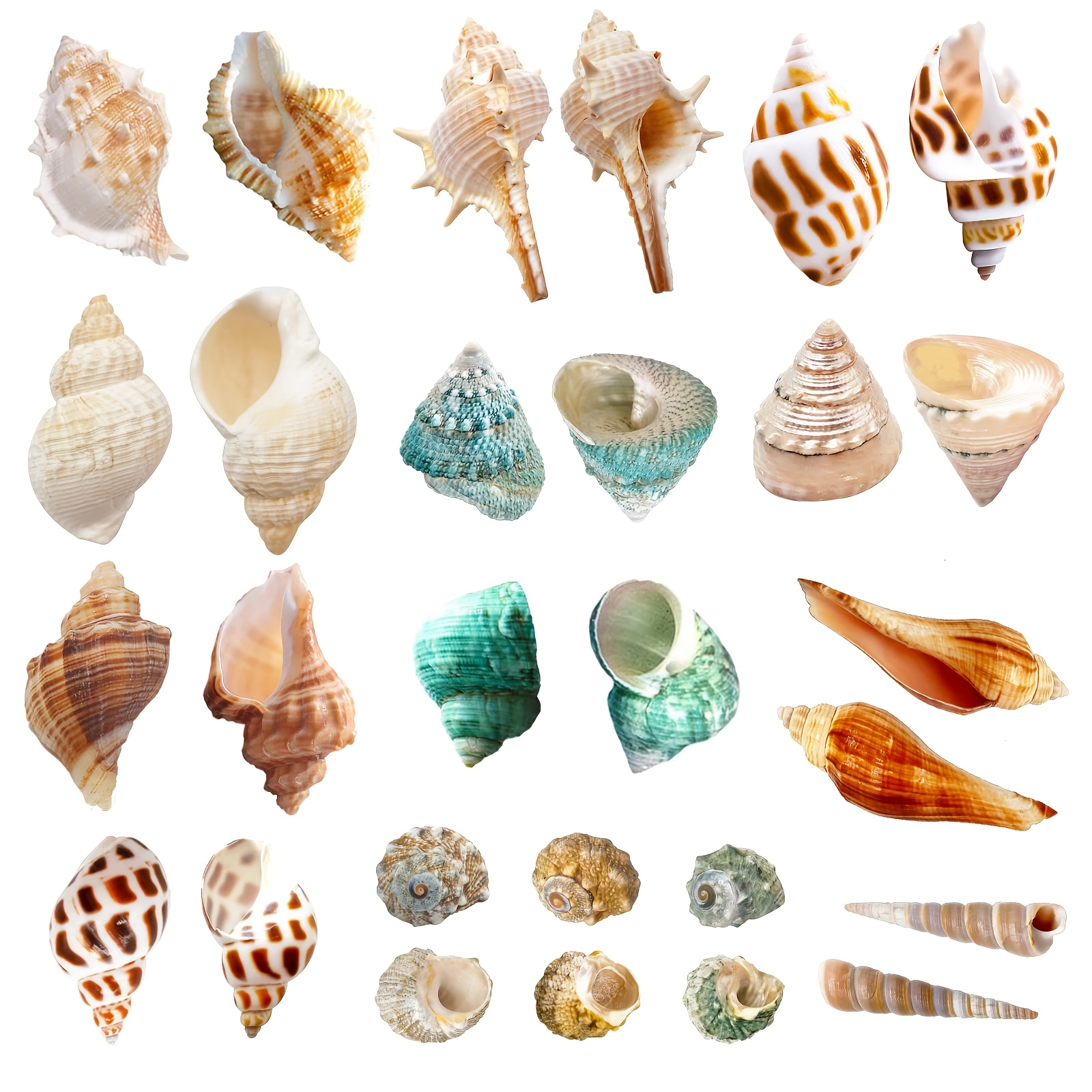 21 Hermit Crab Shells, Small To Medium Size, Conch Size Approximately 1/4 To 1 1/2 Inches, Suitable For Small Hermit Crabs To Use As Growing Conch Shells