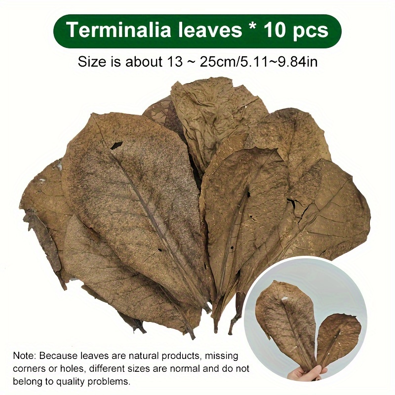 10 pack natural dried     leaves for aquarium premium indian almond leaves enhances water quality lowers ph antibacterial fish   decor stimulates breeding provides resting shelter and   heal fish   pure   wood for all fish   details 3