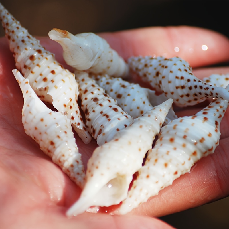 Spotted Conch Seashell Exquisite Gift, Marine Conch, Suitable For Handmade Production, Specimen Production, Used For Fish Tank Decoration Landscaping