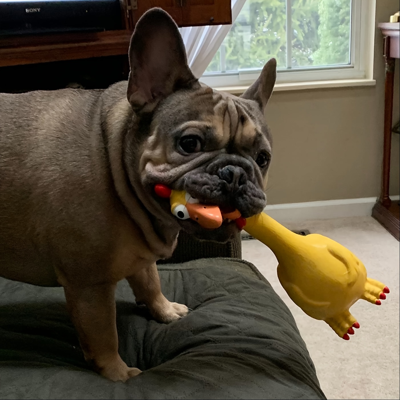 Sturdy Latex Toy Shaped Like a Screaming Chicken, Duck, Or Dog, Designed for Chewing And Playful Entertainment with a Squeaker for Added Fun, Without Battery