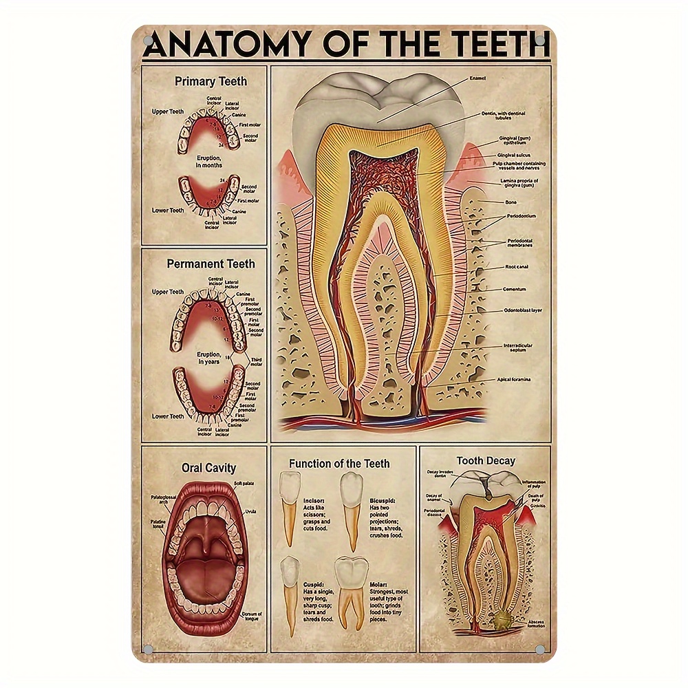 

1pc Uv Printed Metal Tin Sign, Dental Anatomy Educational Poster, Indoor & Outdoor Wall Decor, Weatherproof And Waterproof (8x12inches/20x30cm)