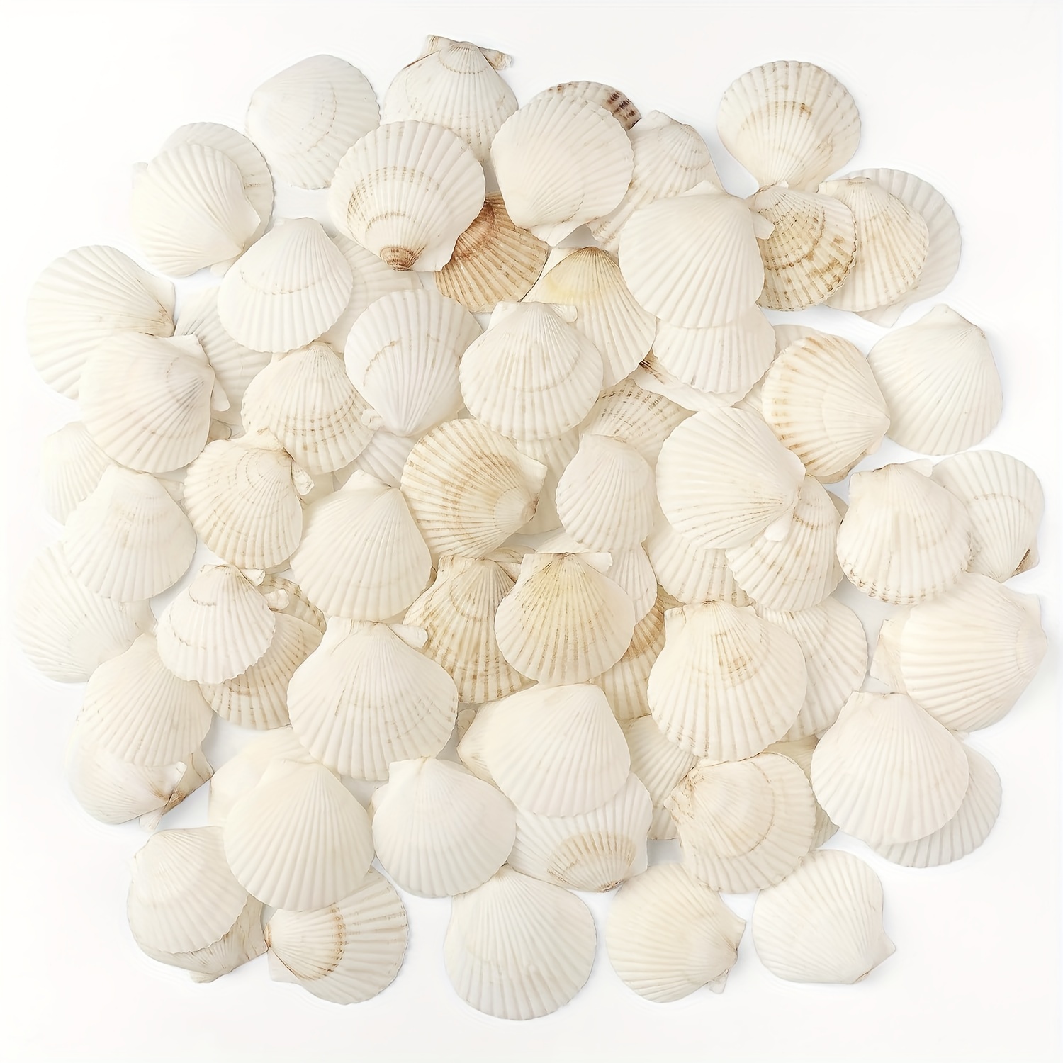 

48pcs, Scallop Shells Natural Seashell, 1.5" To 2" White Scallop Shells Small Seashells For Crafts Wedding Decor Beach Theme Party, Fish Tank And Vase Filler