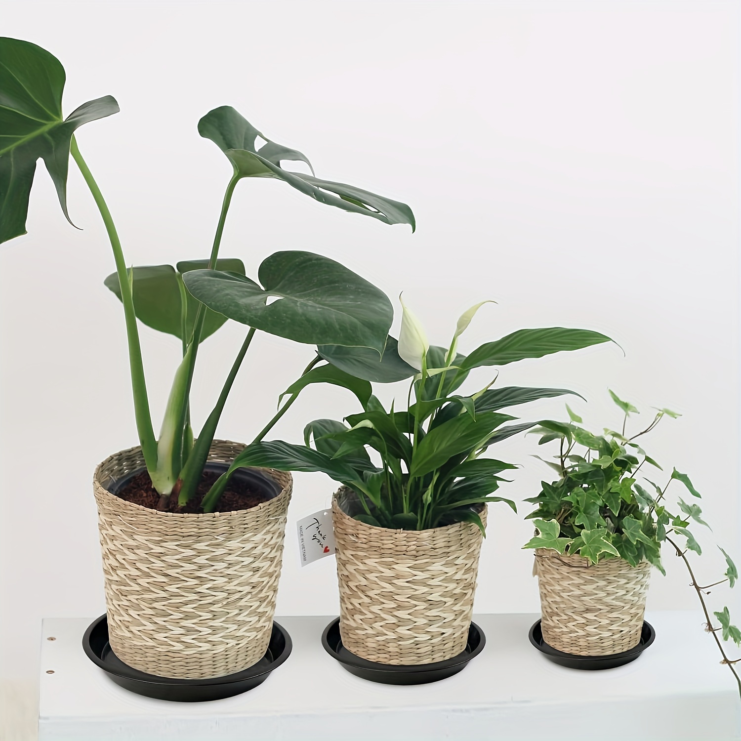 dracaena spikes 25 BLUE DRACAENA ( Spikes / Broad Leaved Cabbage Tree / Mountain Cabba –  Seedville USA