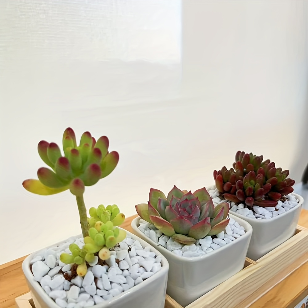 Guijarros Blancos de 1-3 cm, 300/600 g, Ideales para Decoración en Macetas y Paisajismo con Plantas o Flores, Adorno para Acuarios