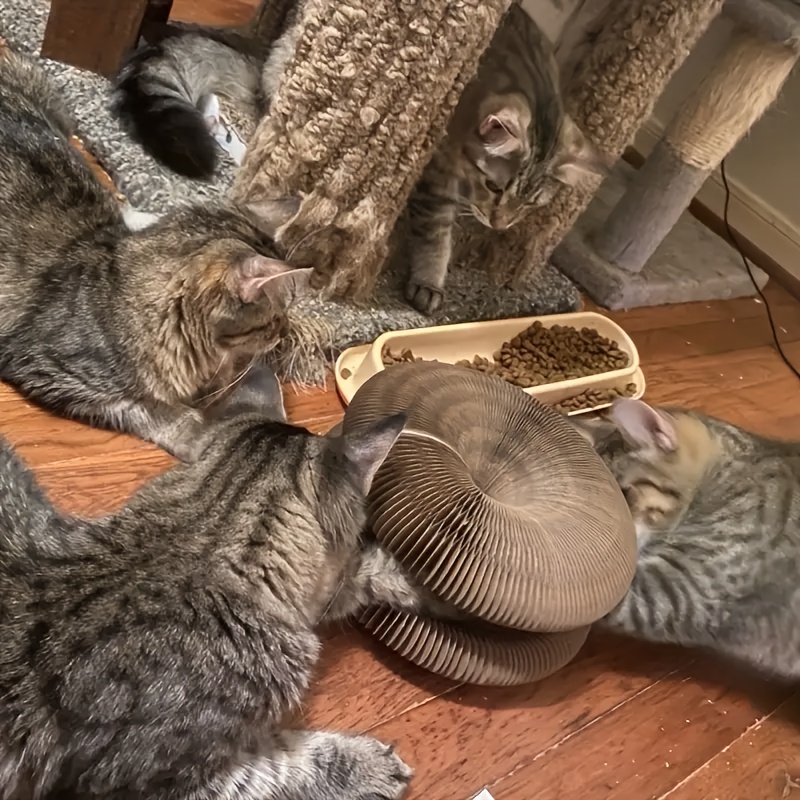 

(2 ) Cat , Cat , Cat , Cat , Carrying Cat