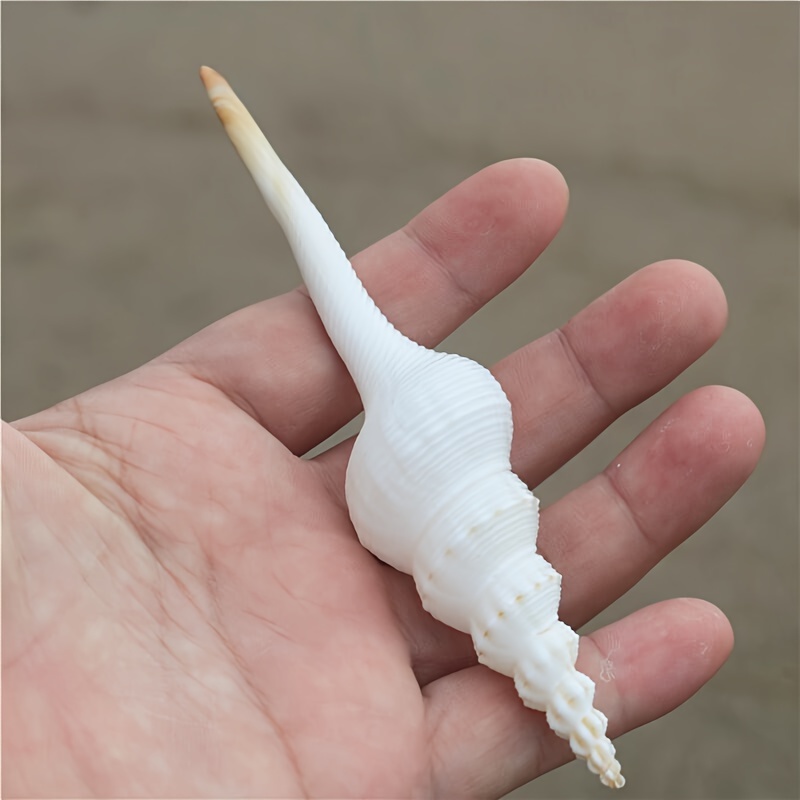 

1pc Natural White Spiral Conch Shell, Fish Tank Decoration, Aquarium Ornament, Home Decor