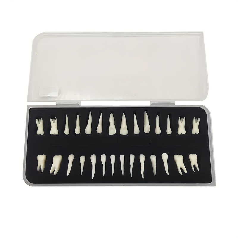 28 Permanent Tooth Models With , Simulated Three-dimensional Teeth, 28 Single-color Tooth Models