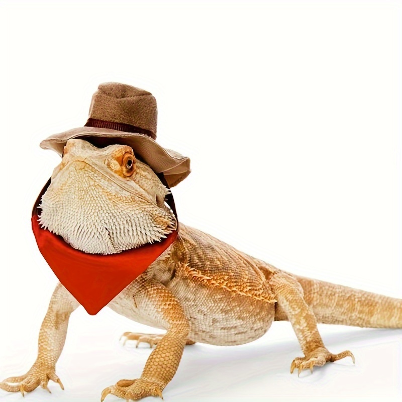 bearded dragon clothes sold on Temu Australia
