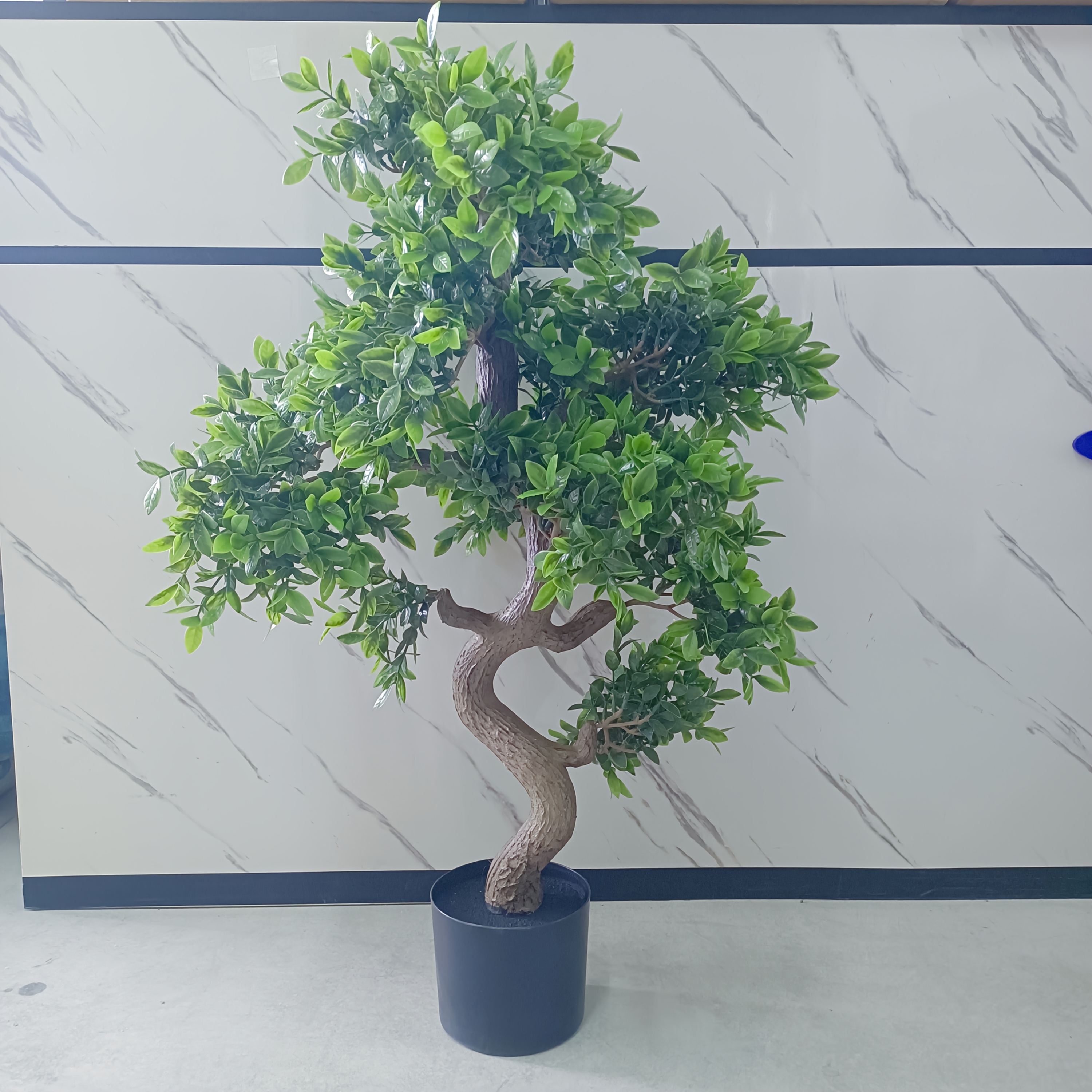 bonsai zwinge Bonsai Juniperus chinensis Itoigawa – Bonsai winkel main image 1