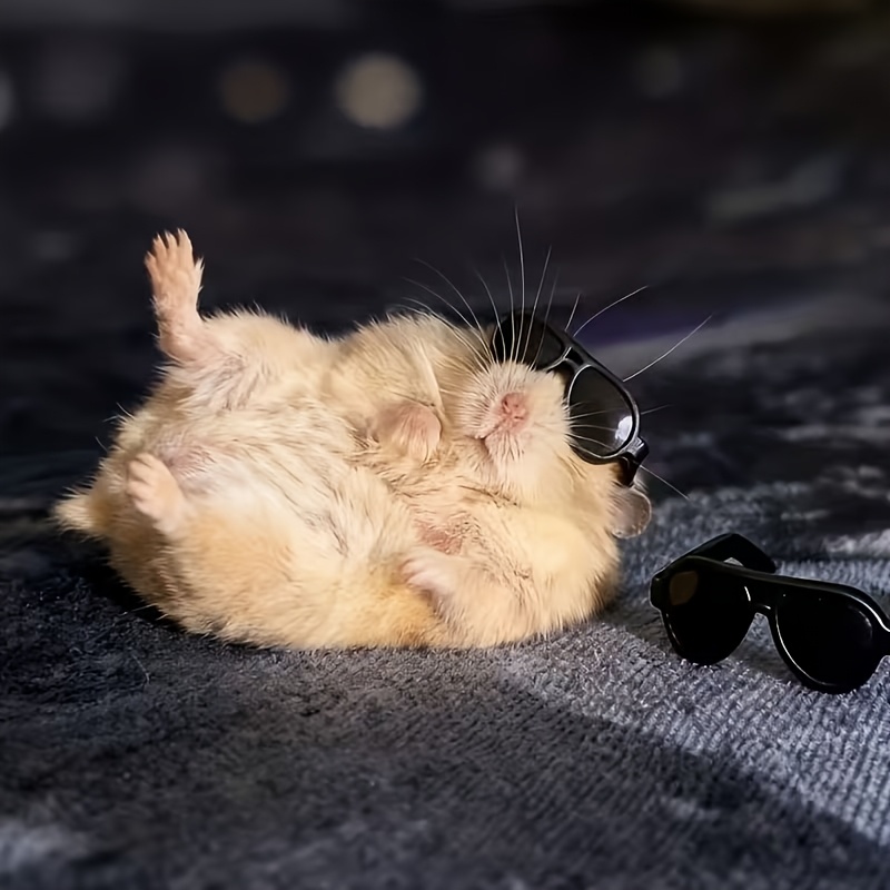 10 Pairs of Cute Glasses for Small Pets