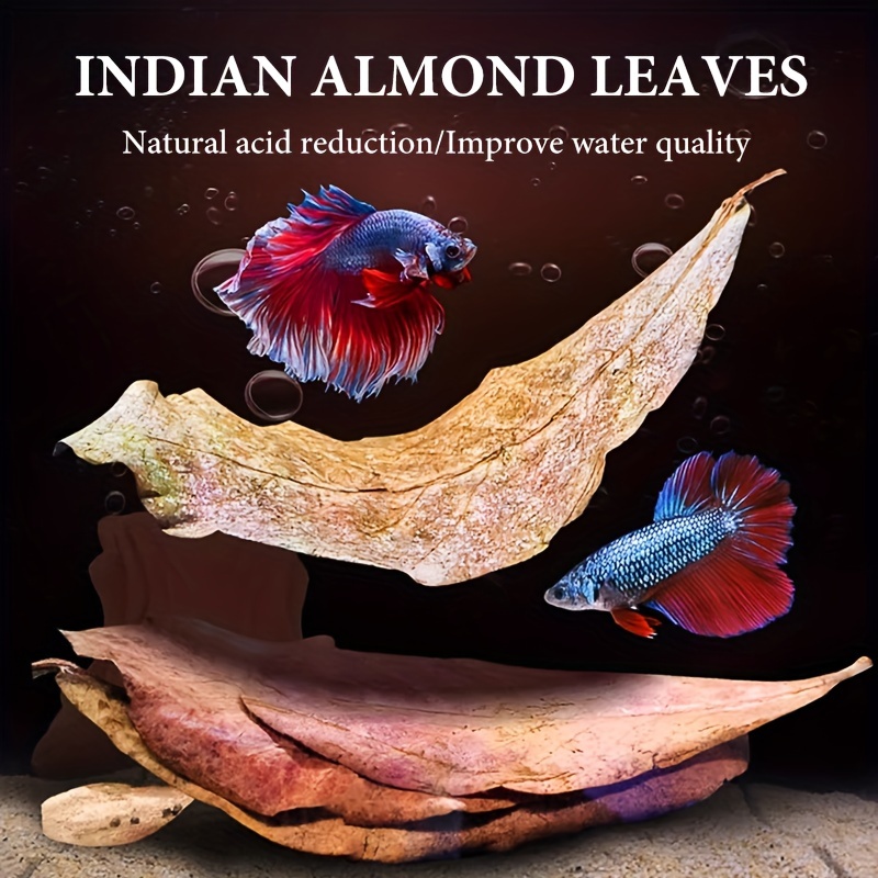 10 pack natural dried     leaves for aquarium premium indian almond leaves enhances water quality lowers ph antibacterial fish   decor stimulates breeding provides resting shelter and   heal fish   pure   wood for all fish   details 1