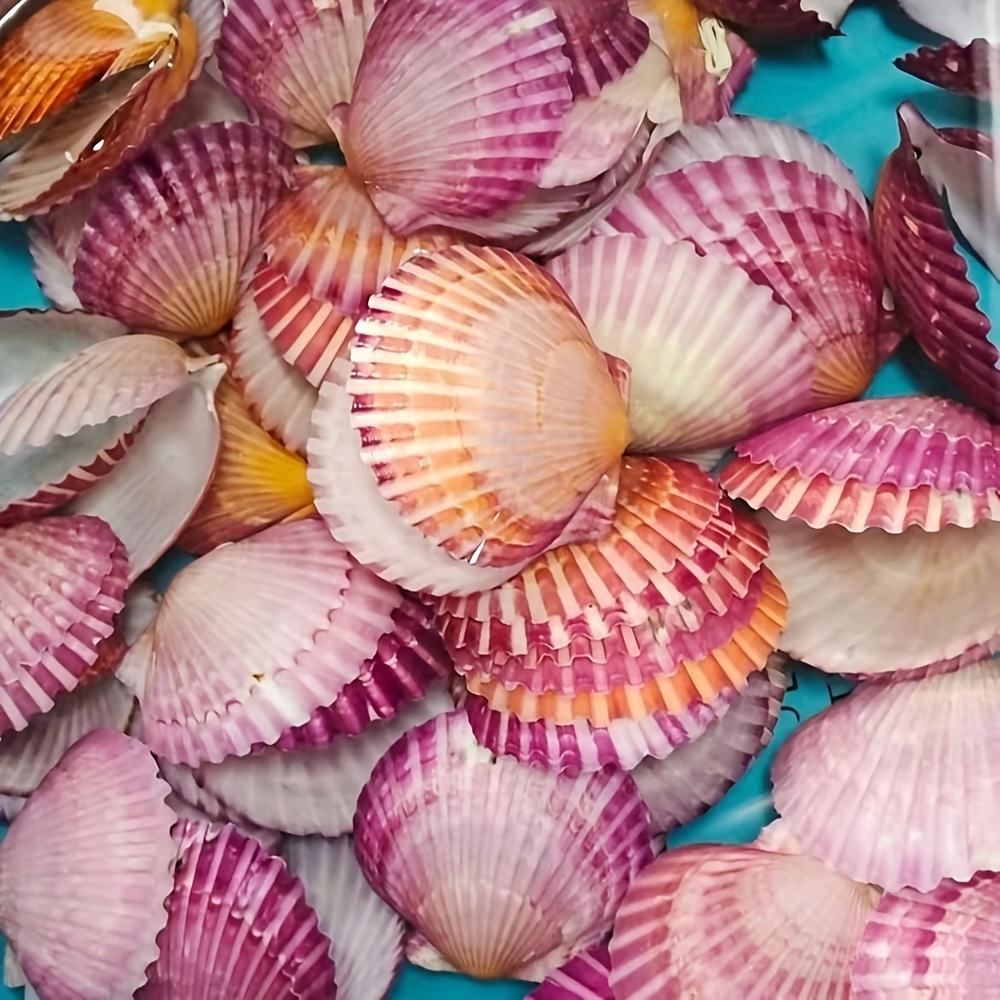 TEMU 20 Stk. rosa Muscheln, geeignet für Aquarium-Deko, Harzkunst-Malerei & DIY-Bastelarbeiten – Böhmische Sets für Fischdekoration, Gastgeschenke,