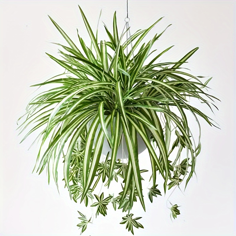 

1pc Artificial Hanging Spider Plants, 24in/60cm Fake Spiderwort Hanging Basket Plants, Faux Spider Plants For Home Indoor Decor Garden Office Table Centerpiece Wedding Decoration, Spring Summer Decor