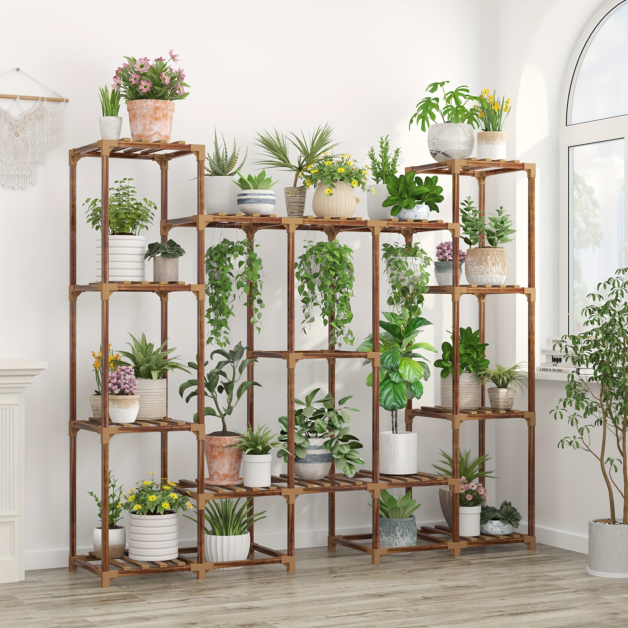 money tree tree Money Tree for Sale
