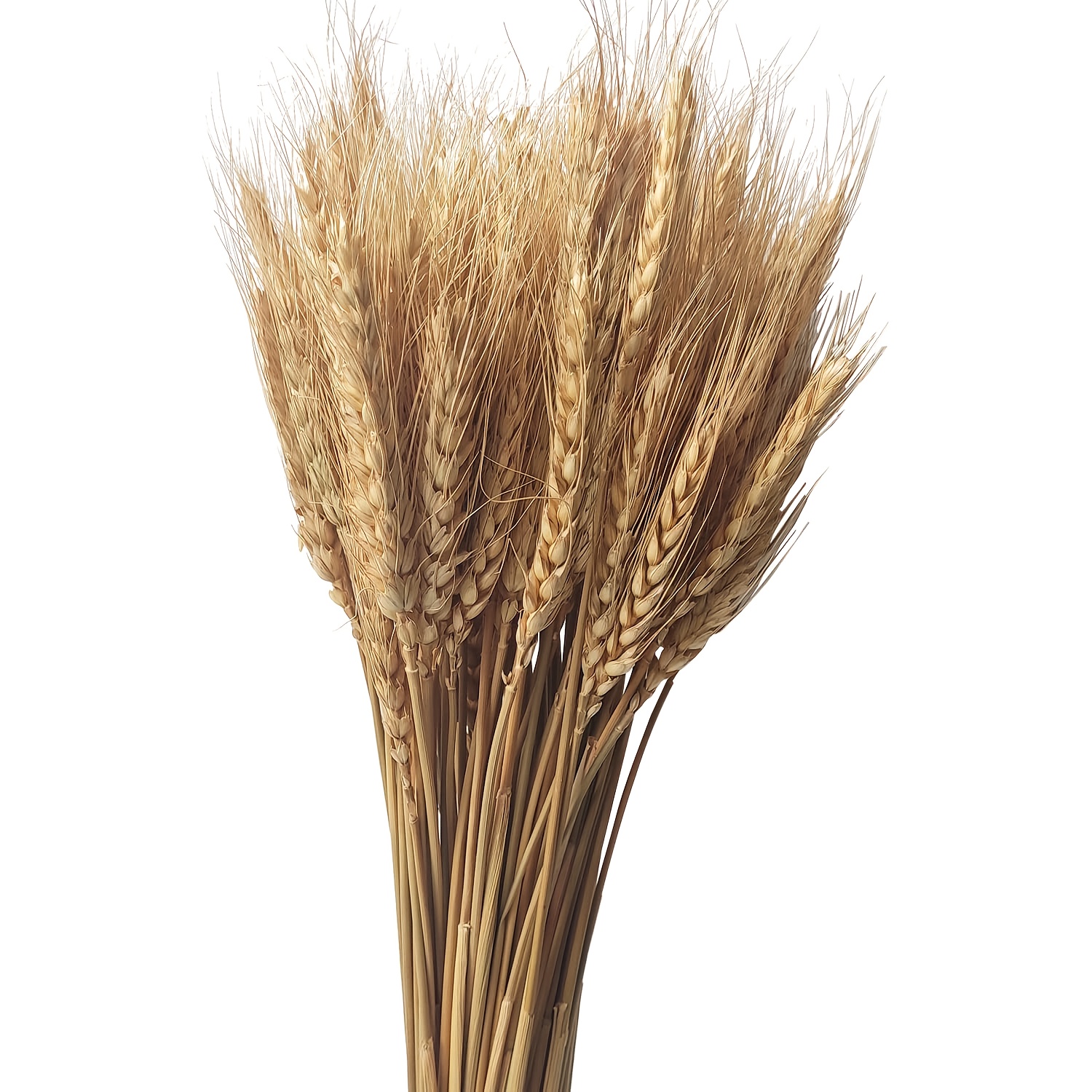 Image of 150 Stems Dried 43cm Wheat Stalks Dried, Natural Grain Flowers For Home Dining Table Flower Arrangement Art Wedding Decoration