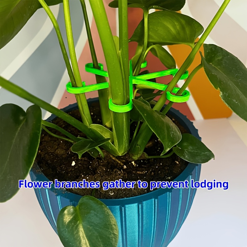 16pcs monstera support anti toppling boston fern - Temu Oman