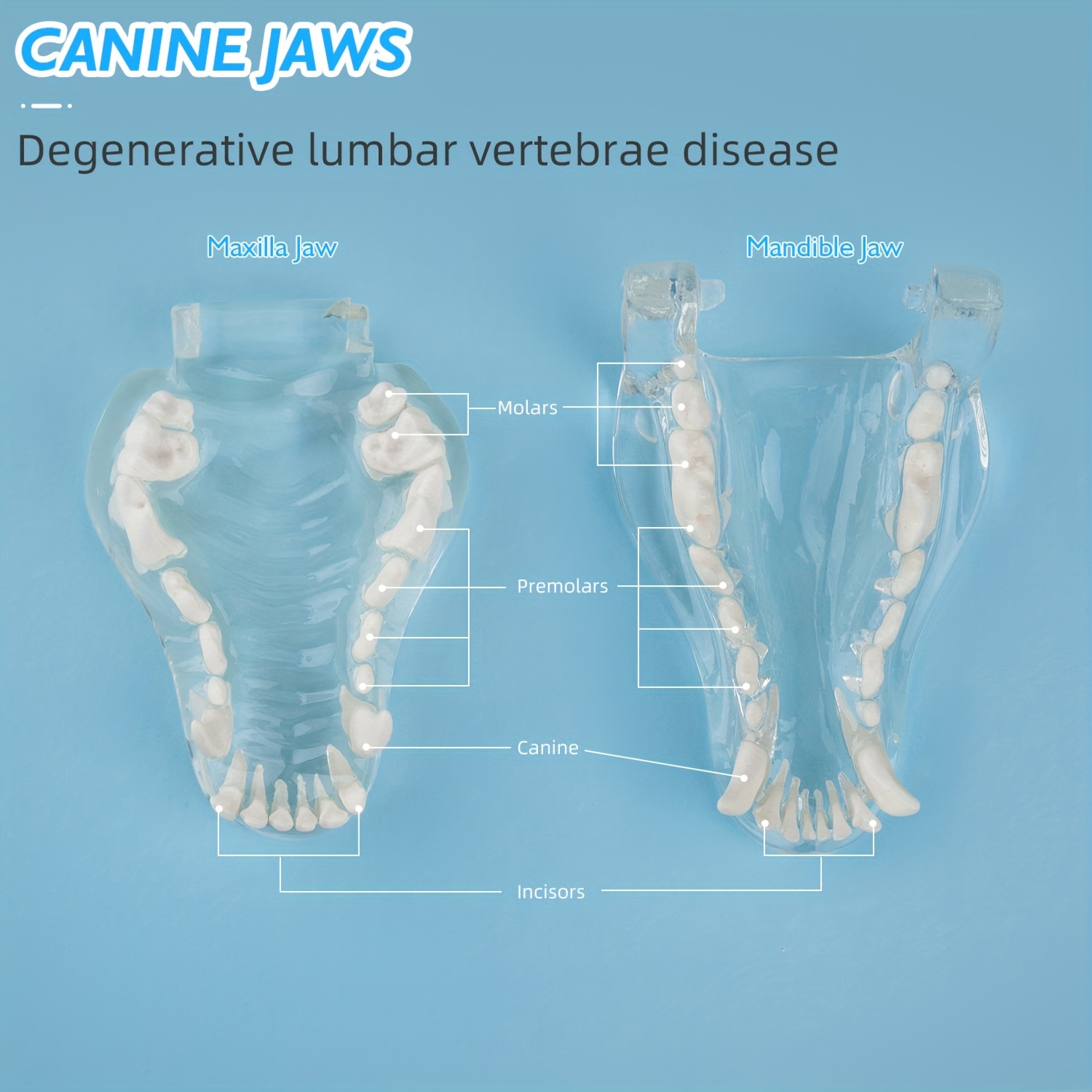 Canine Dental Model Clear Dog Teeth Model Tooth Jaw Anatomy - Temu