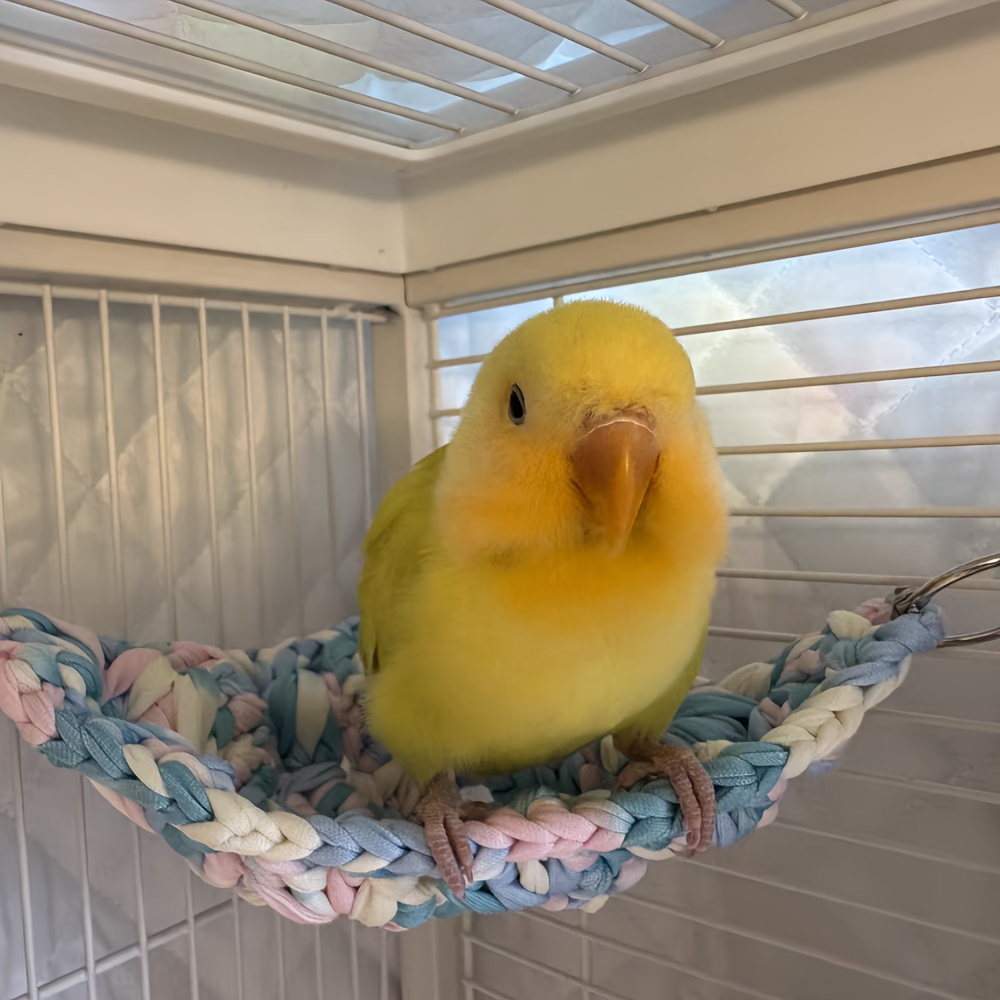 Love Birds Small Yellow Pet Bird Little Yellow Lovebird Chick