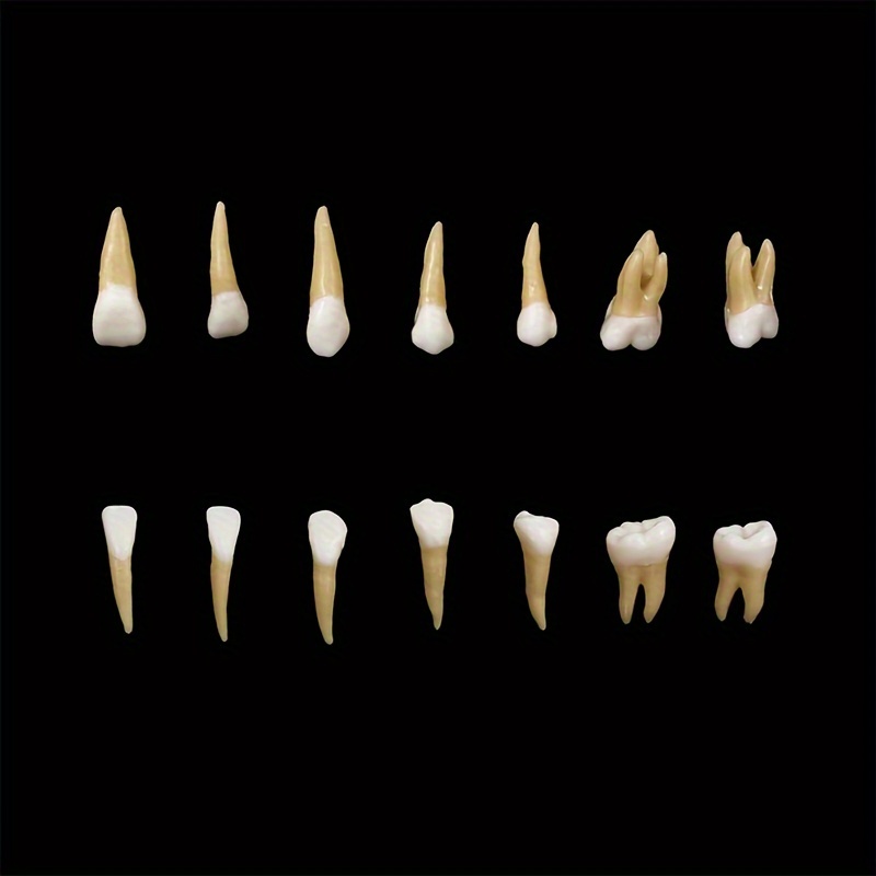 28pcs 歯科用永久歯実習模型 1:1 人工歯 教材キット 歯科インプラント 歯科用実習模型
