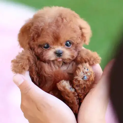 2025 robot puppy that like a real puppy walking barking tail wagging