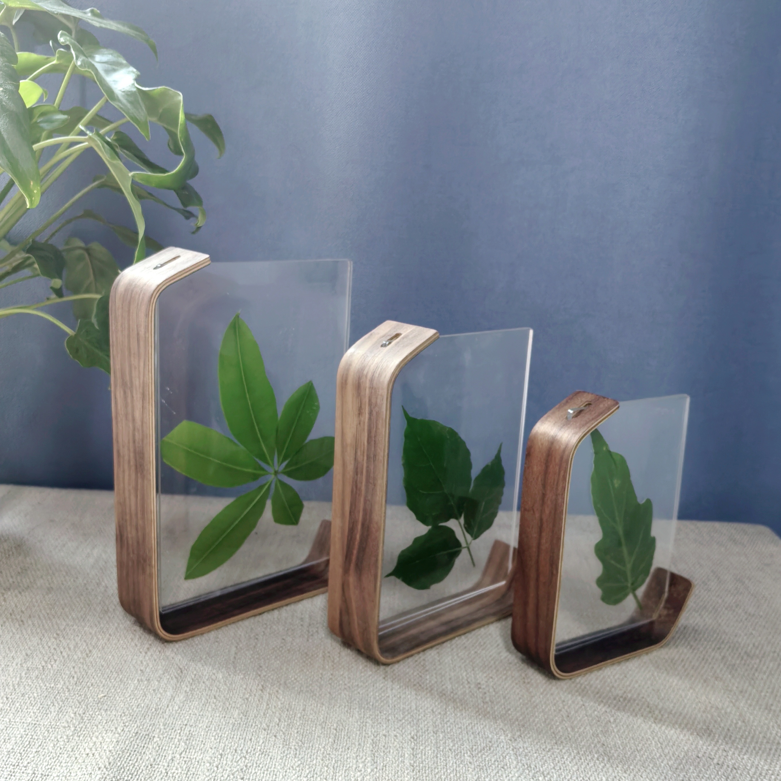 

Modern Walnut Wood And Acrylic Leaf Display: Vertical, Square, Desktop Frame - Perfect For Home Decor