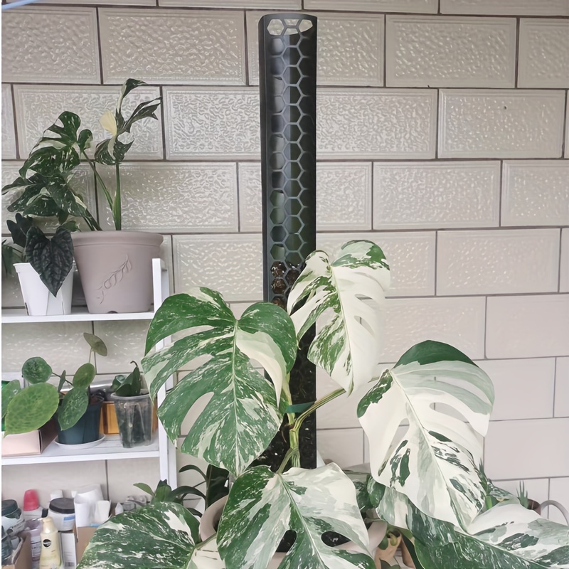 red anderson philodendron Philodendron Red Anderson | Houseplants for Delivery