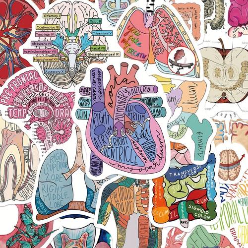 50 anatomical stickers made of pvc featuring illustrations suitable for decorating laptops cars phones luggage and skateboards with a matte end and irregular shapes for one time use