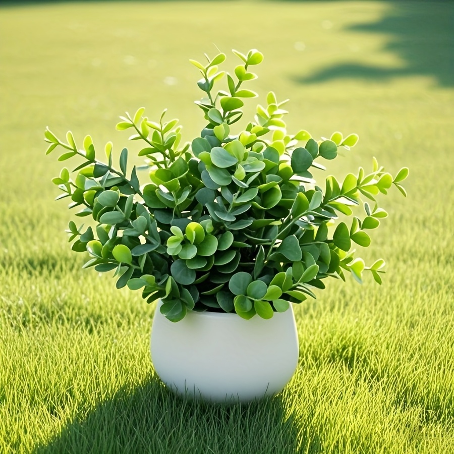 monstera epipremnoides Large Monstera Esqueleto Plant in 10” Pot | Monstera epipremnoides main image 0