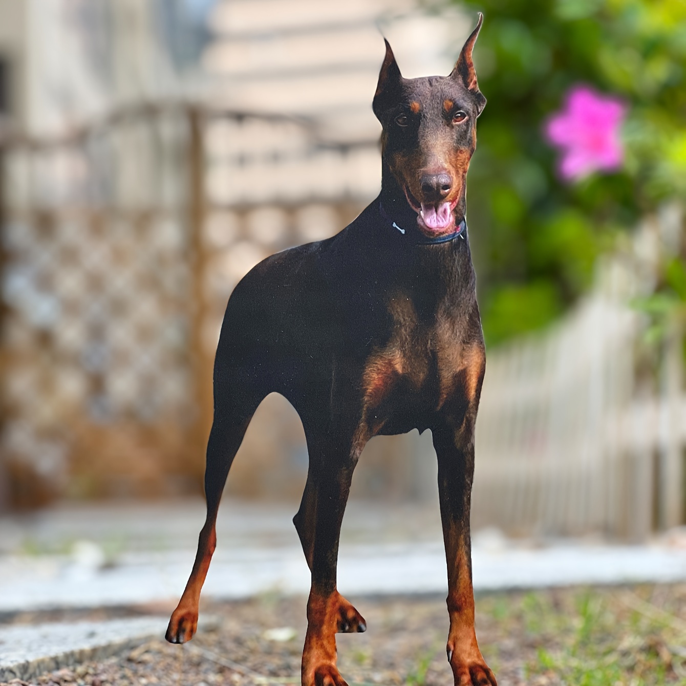 

1pc Classic Doberman Pinscher Dog Acrylic Garden Stake, Animal Theme Outdoor Decor For Flag Day, Durable Lawn Ornament With No Electricity Or Battery Required