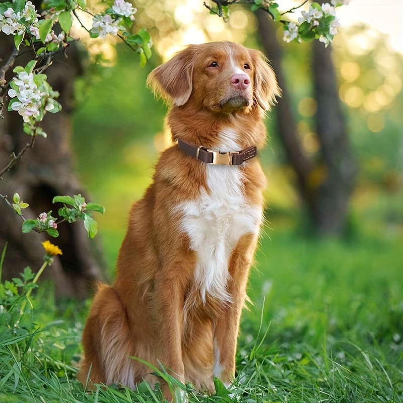 Heavy Duty Metal Dog Collar with Quick Release Buckle
