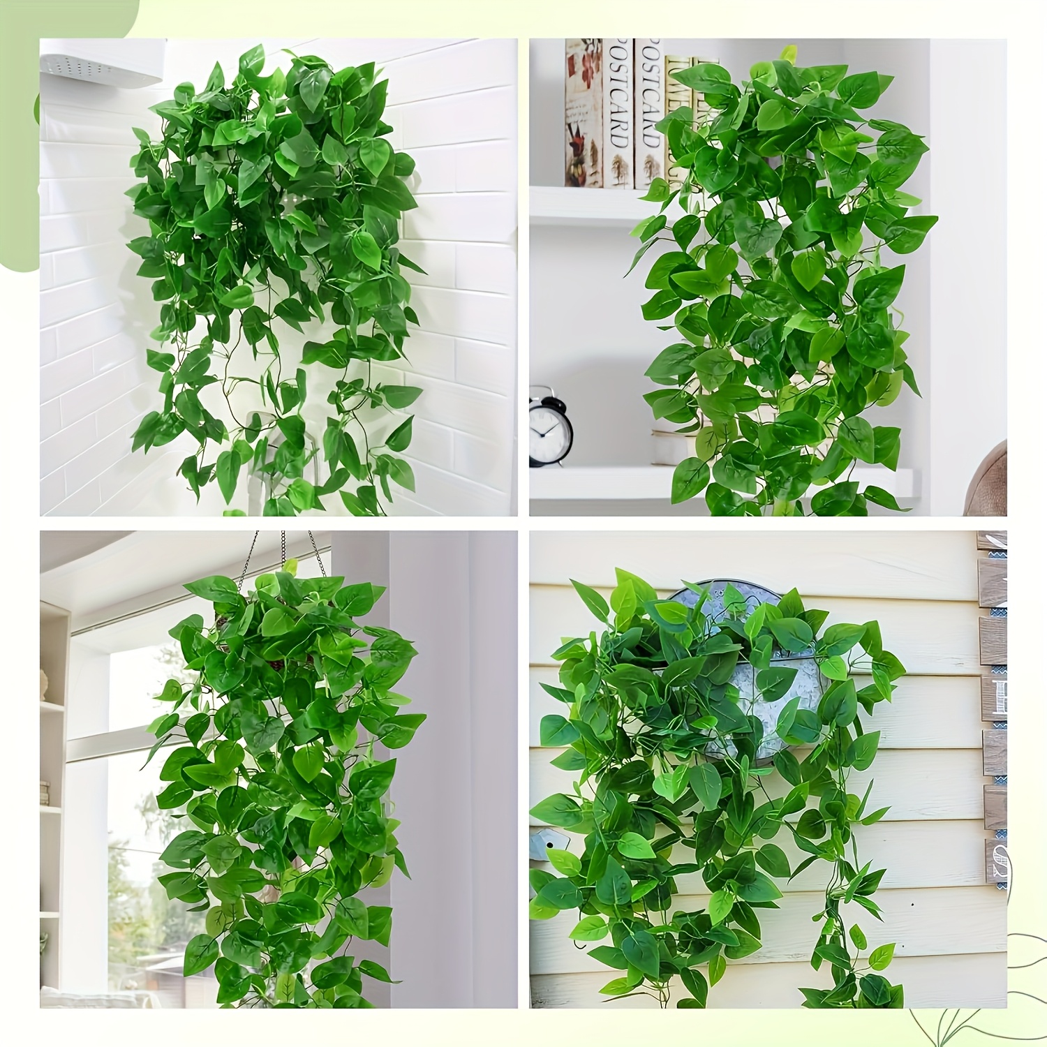 fagus sy Fagus Sylvatica Tree Seeds for Planting  Heirloom, Non-GMO, Perennial   Pure Asia Seeds