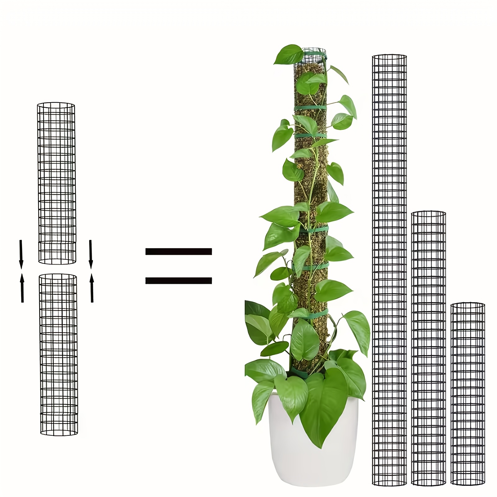 monstera dubia mature form Monstera Dubia | Rare Climbing Houseplant main image 1