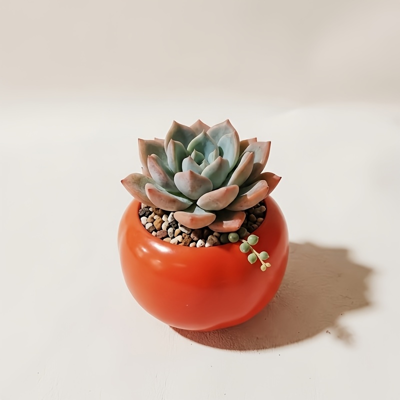 terracotta pots for indoor plants sold on Temu United States