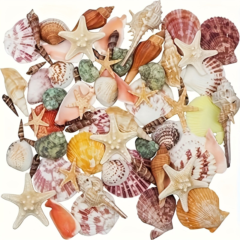 TEMU 2.2 Lb Of Large Beach Shell Set Styles Of Mixed Shells Conch Shell Aquarium Fish Tank Creative Dlymaterials, Social Class Materials
