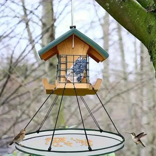 Where to Hang Bird Feeders Without Trees: Creative Spots Revealed