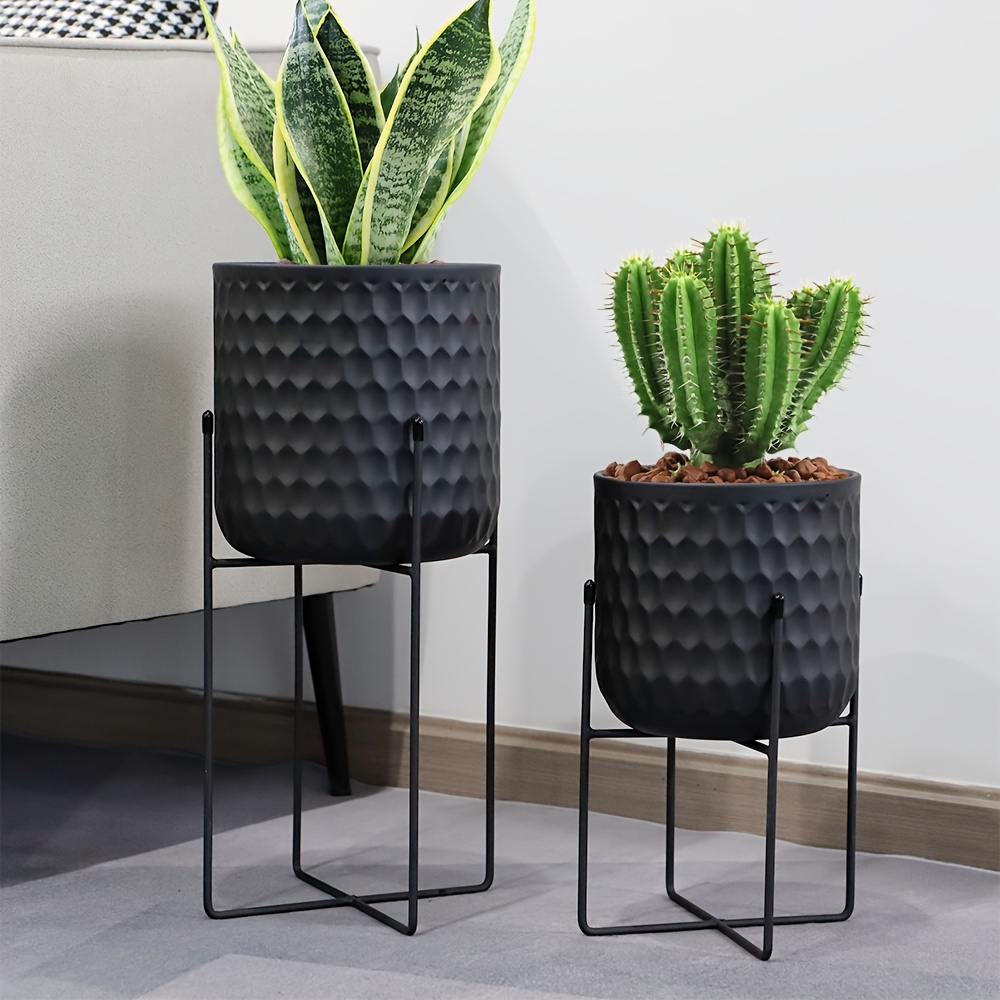 buy pineapple plant at different stages dr Florida Special Pineapple