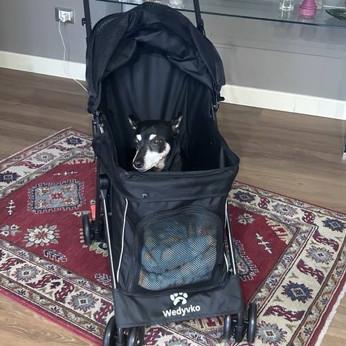 travel portable dog stroller pet stroller for small and cats up to 33 lbs black