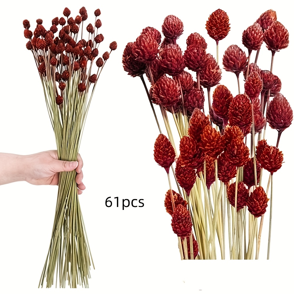 32 61pcs Red Billy Balls Dried Flowers | Natural Real Craspedia Billy Ball Flower For Wedding Decor, Bridal Shower, Floral Arrangement, Home Table Decor Yn
