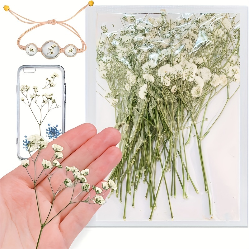 

30pcs Dried Flowers, Natural Real Press Baby Breath Flowers With Stem, Dried Flowers For Resin Jewelry Decor, Diy Phone Case Decoration Crafts, Candle Making Dried Flower