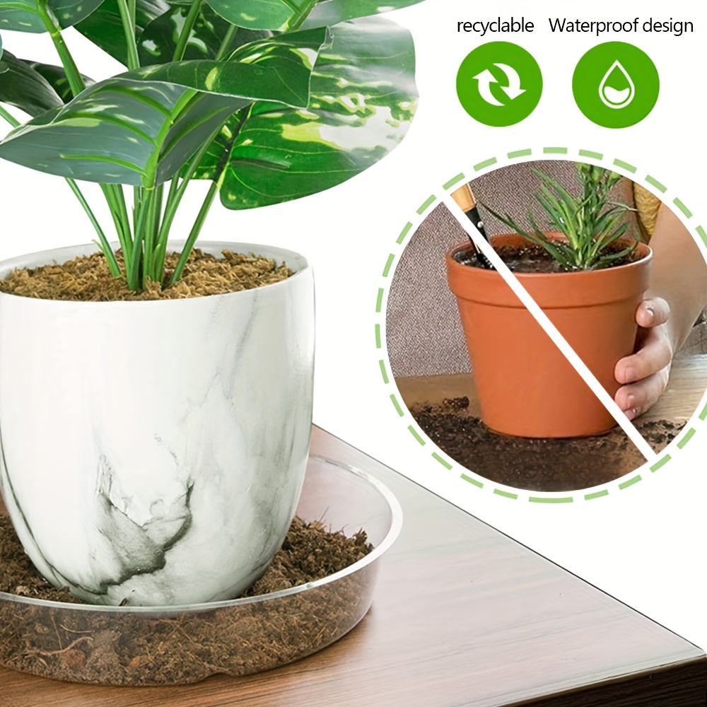 crassula ovata plant Jade Plant | Crassula Ovata | Care Guide and Pro Tips