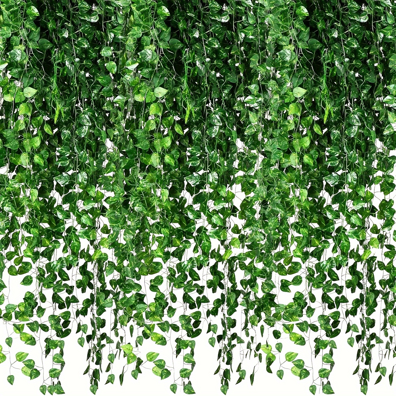 dracena warnecki 3-5 FT Dracaena Warneckii Lemon Lime Bush – Dahing Plants main image 0