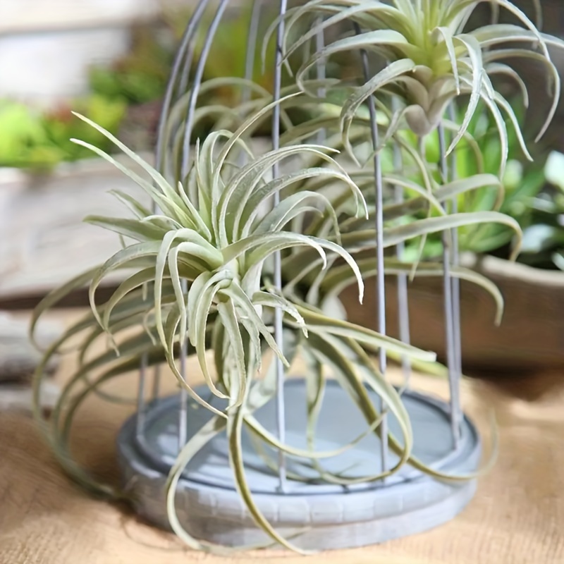

1pc Artificial Plants, Cilected Tillandsia Air Plants, Fake Bromeliads Artificial Plant Hanging Simulation Plants For Wall Decor, Aesthetic Room Decor, Home Decor