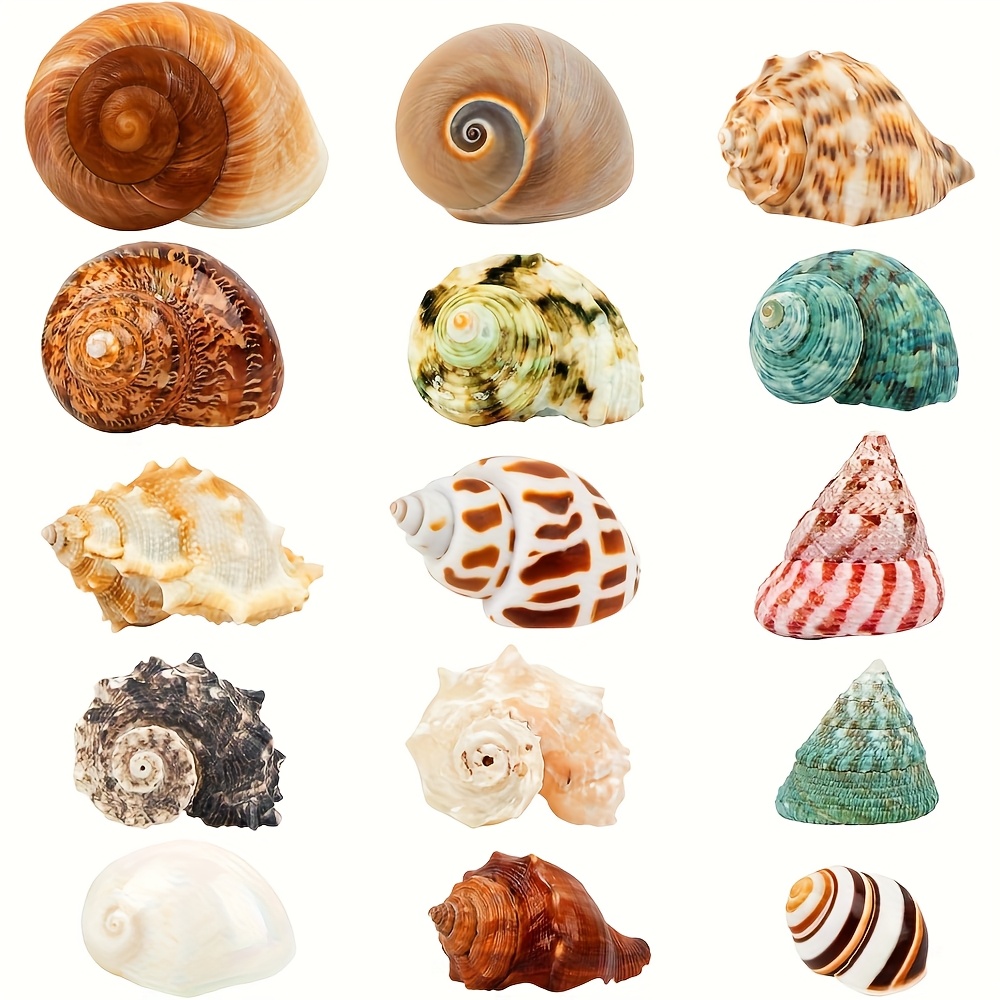 15pcs Of Hermit Crab Shells | Natural Sizes Ranging From 1.6 To 3.2 Inches | Growth Turbo For Small, Medium, And Large Crabs, Saltwater Hermit Crab Supplies, And Seashells For Beach Decoration