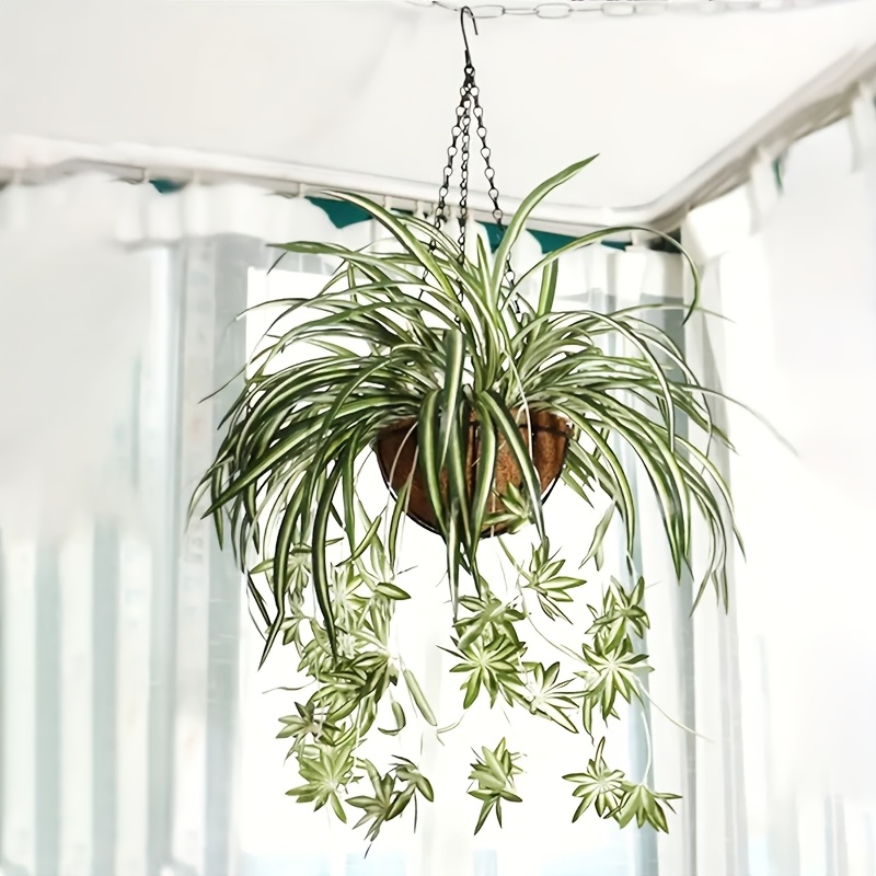 succulent plants for sale near me String Of Pearls Senecio Rowleyanus 4 inch / Plastic Pot main image 1